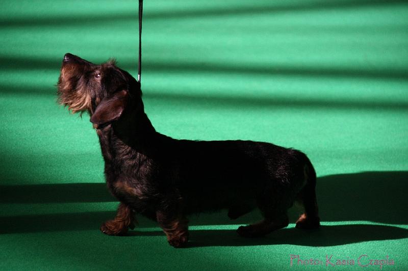 Crufts2011_2 800.jpg